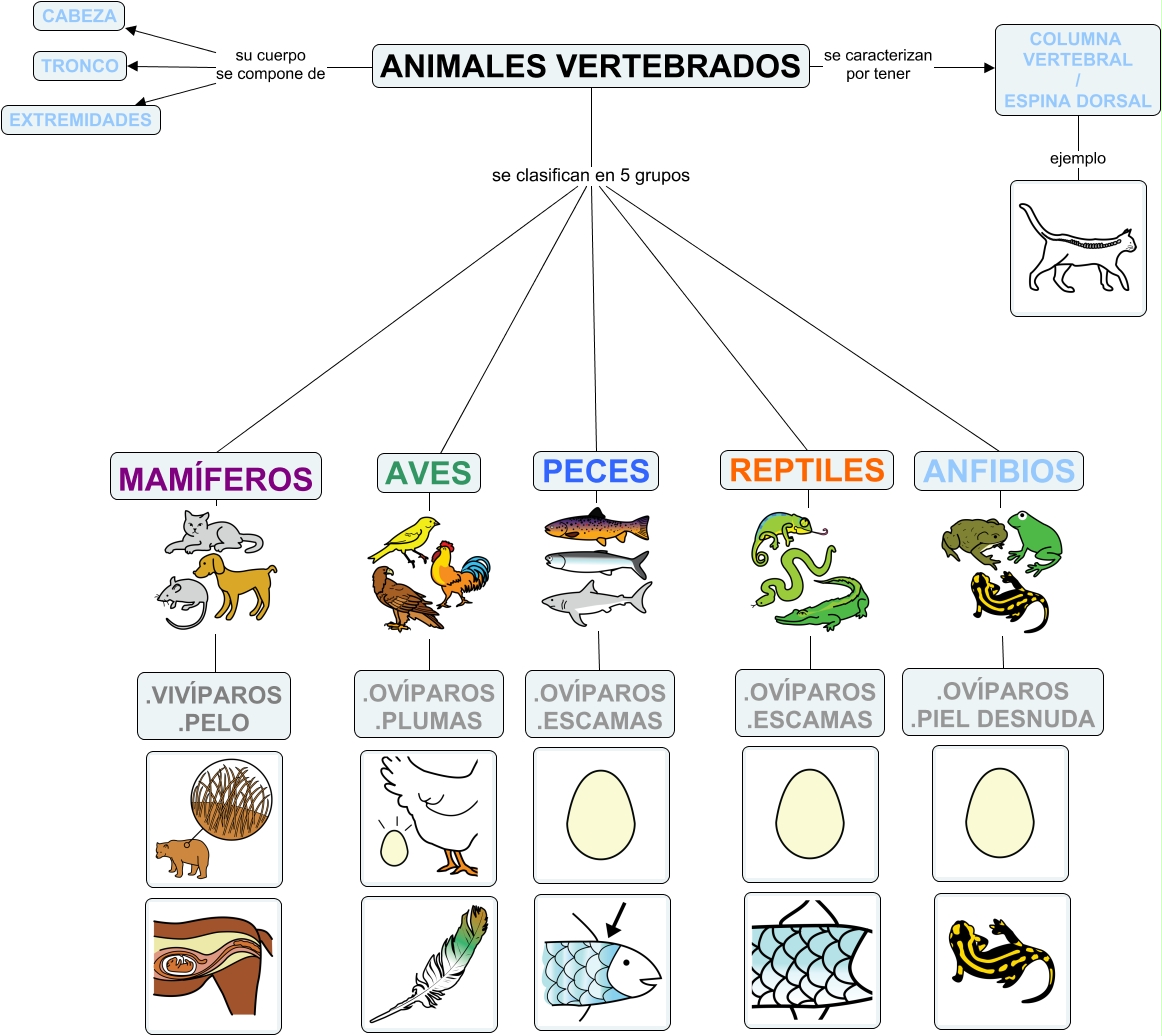 ANIMALES VERTEBRADOS MAPA CONCEPTUAL - CLASIFICACIÓN DE LOS ANIMALES